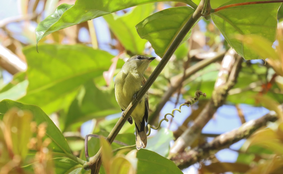 White-winged Becard - ML644846754