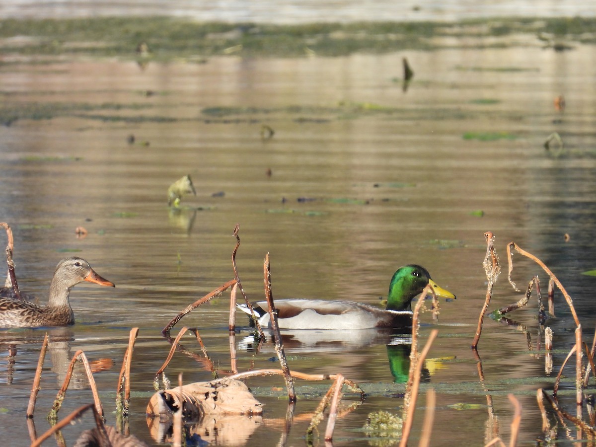 Mallard - ML644846755