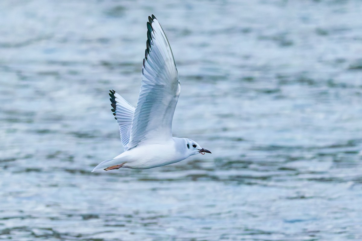 Bonaparte's Gull - ML644846756