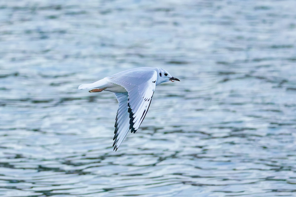 Bonaparte's Gull - ML644846757