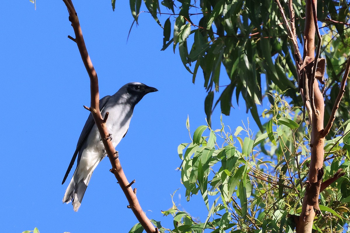 Black-faced Cuckooshrike - ML644846758