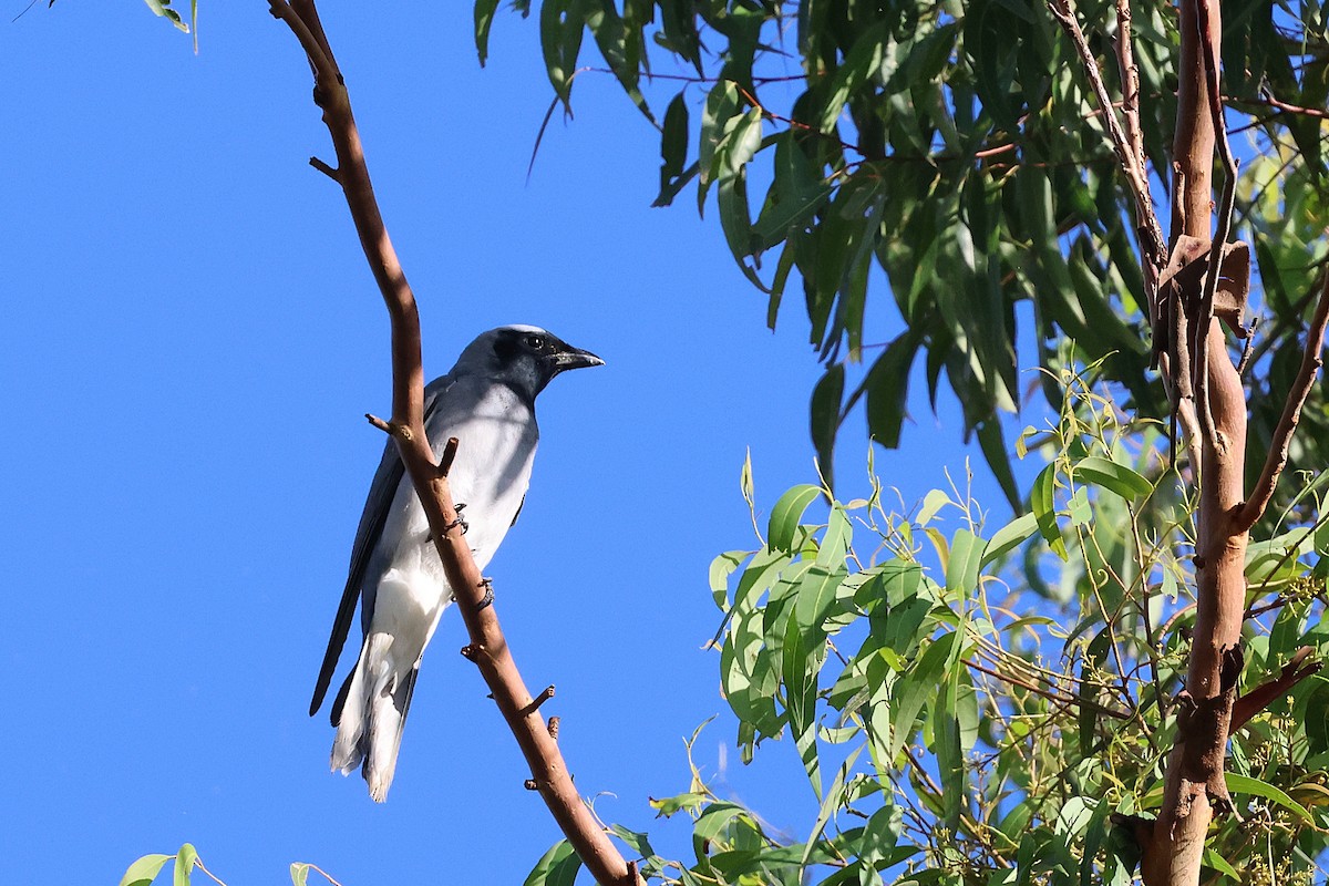 Black-faced Cuckooshrike - ML644846759