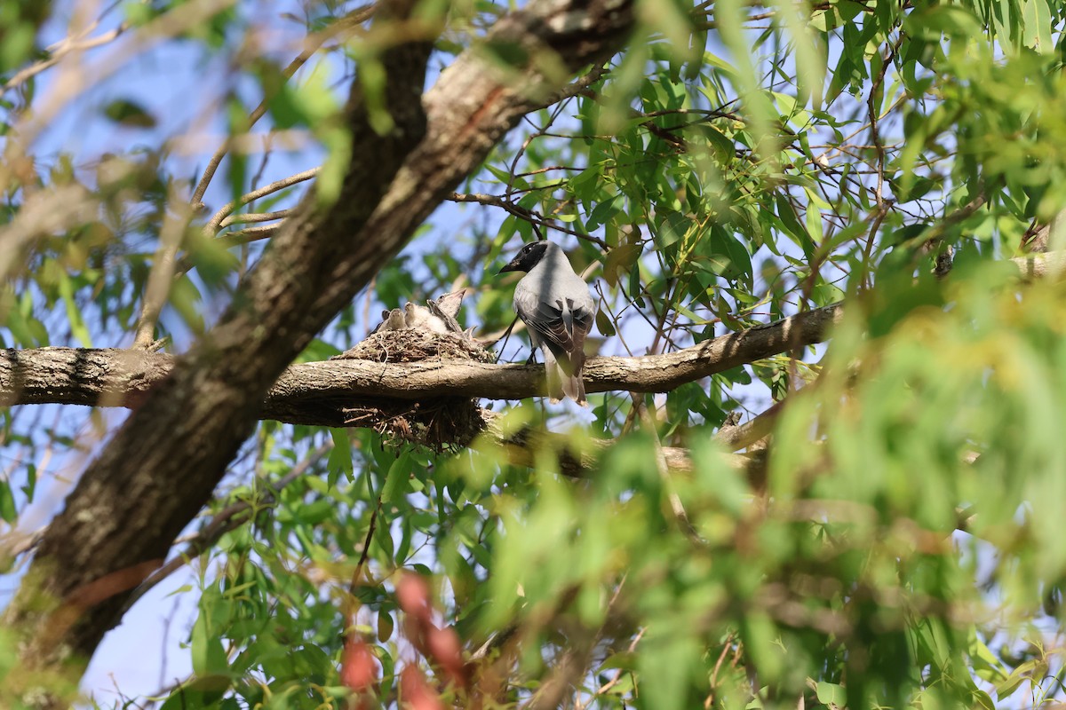 Black-faced Cuckooshrike - ML644846760