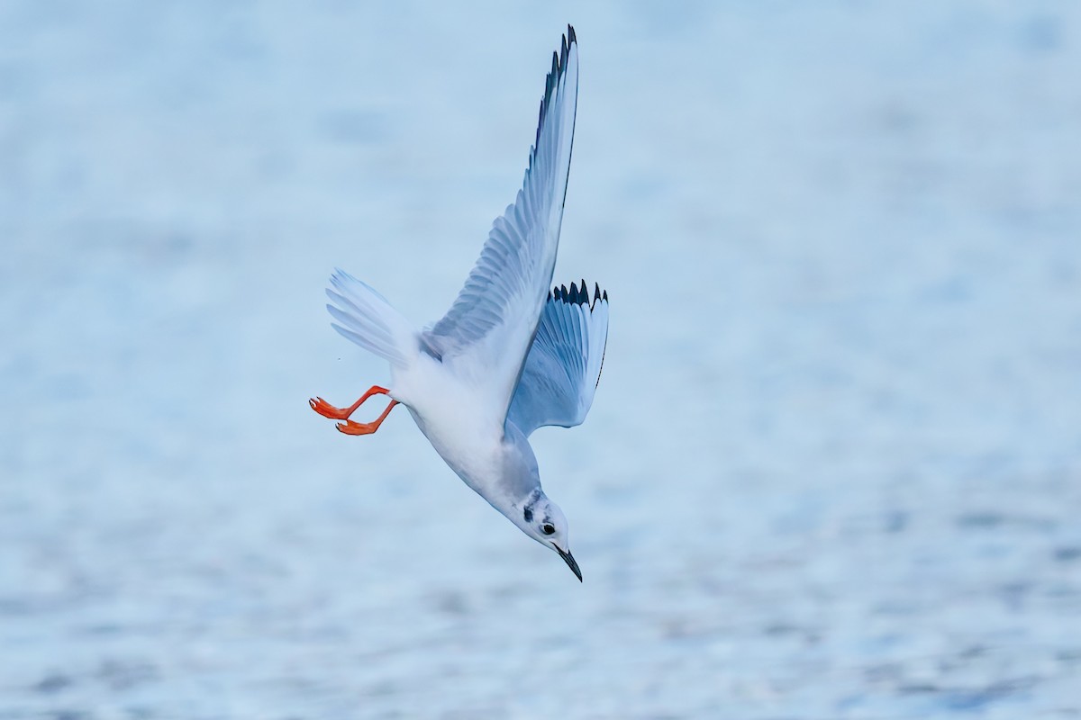 Bonaparte's Gull - ML644846770
