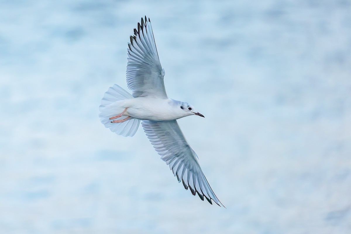 Bonaparte's Gull - ML644846771