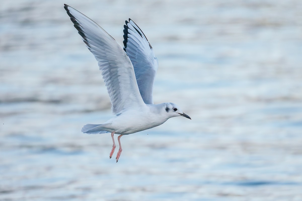 Bonaparte's Gull - ML644846772