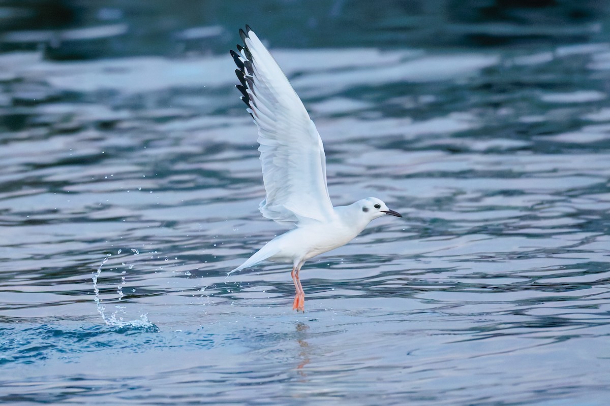 Bonaparte's Gull - ML644846773