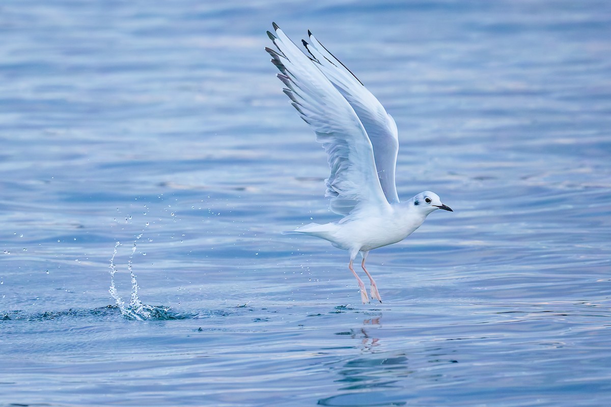 Bonaparte's Gull - ML644846774