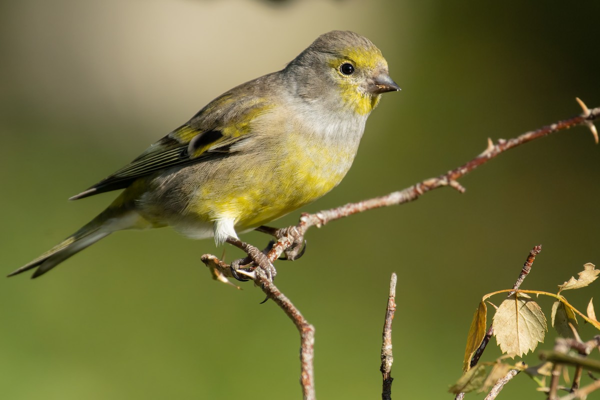 Citril Finch - ML644846777