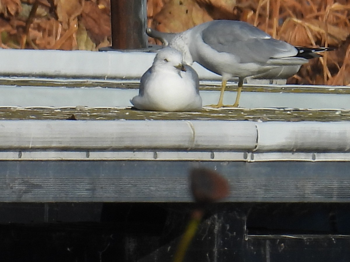 Ring-billed Gull - ML644846778