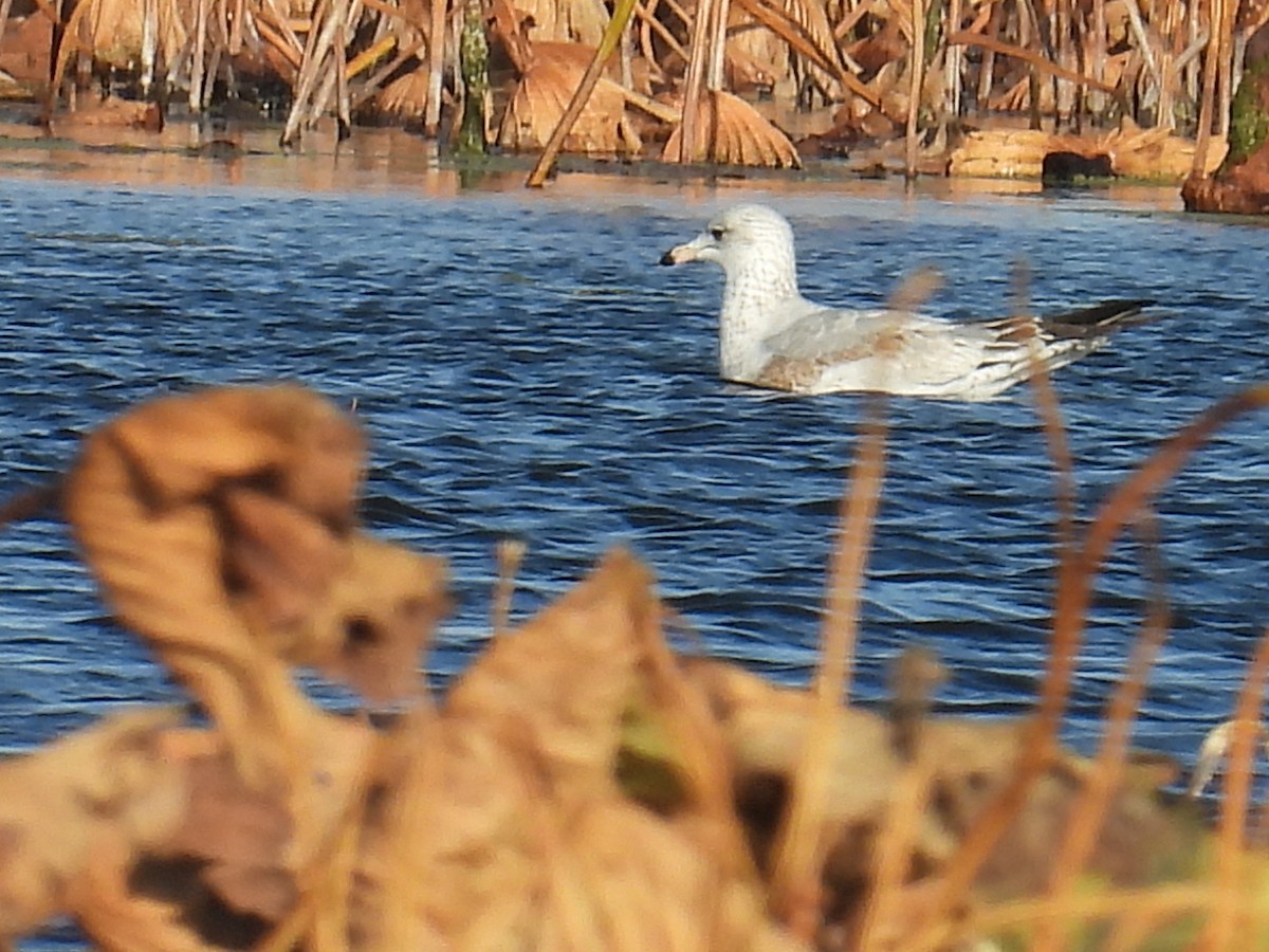 Ring-billed Gull - ML644846779