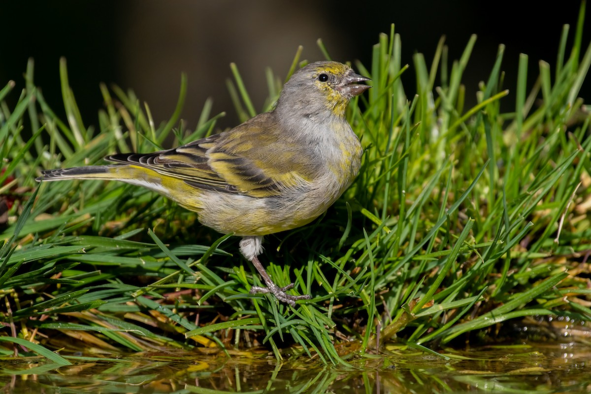 Citril Finch - ML644846781