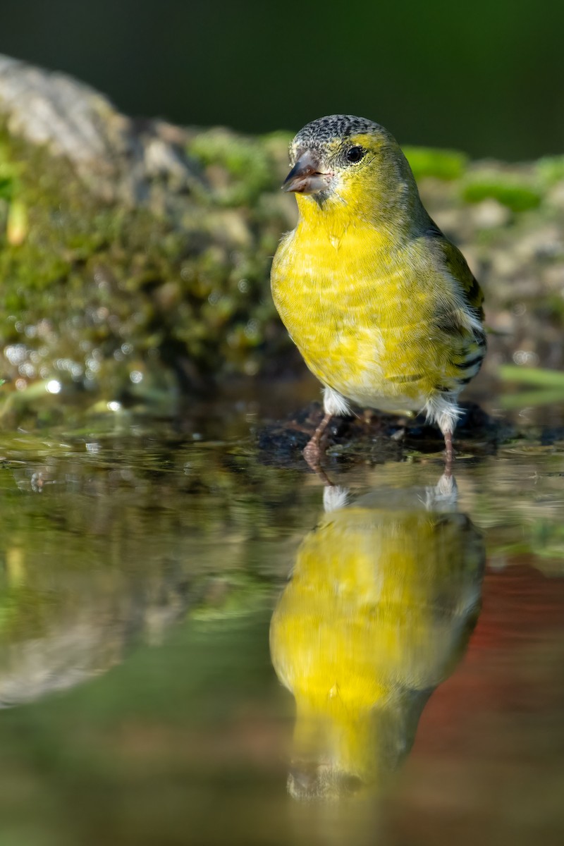 Eurasian Siskin - ML644846782