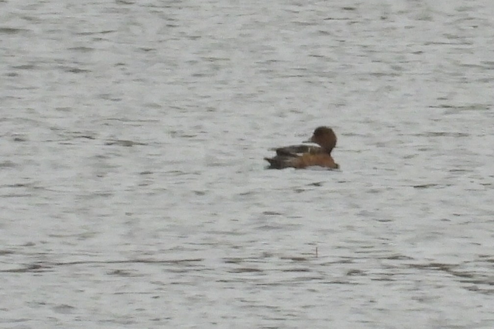 Eurasian Wigeon - ML644846783