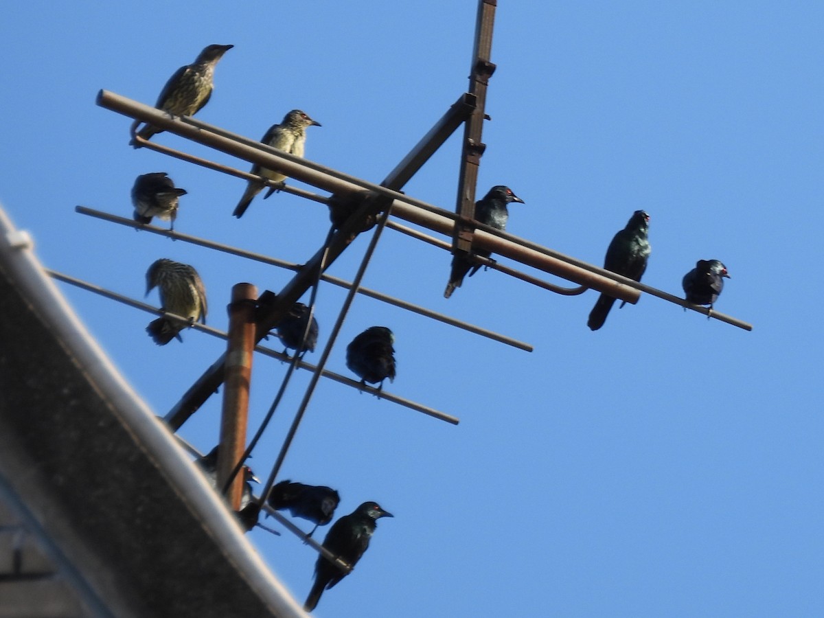 Stourne bronzé - ML644846795