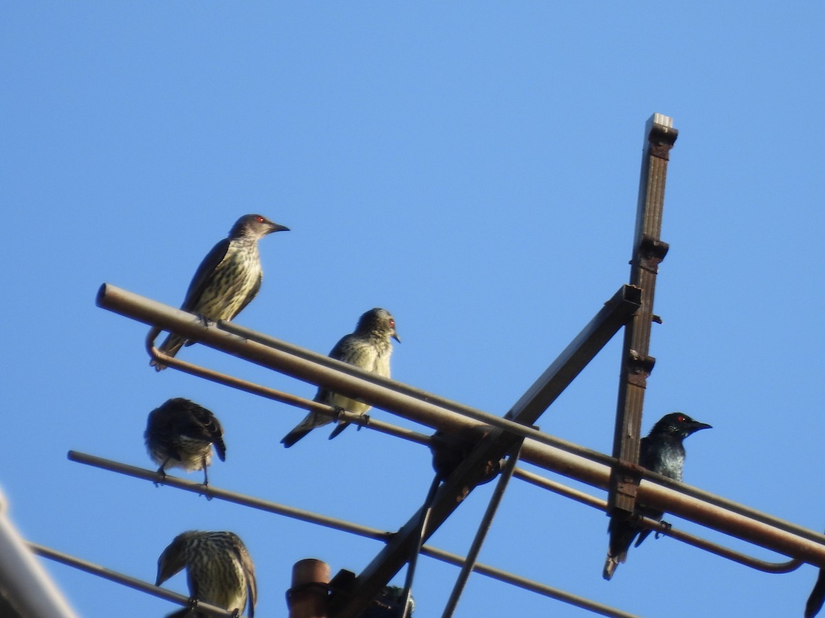 Stourne bronzé - ML644846796