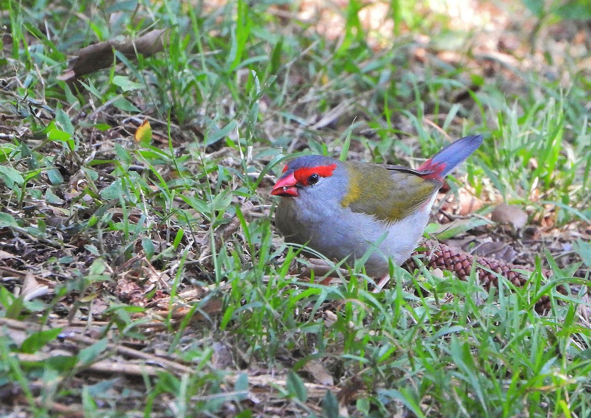 Red-browed Firetail - ML644846815