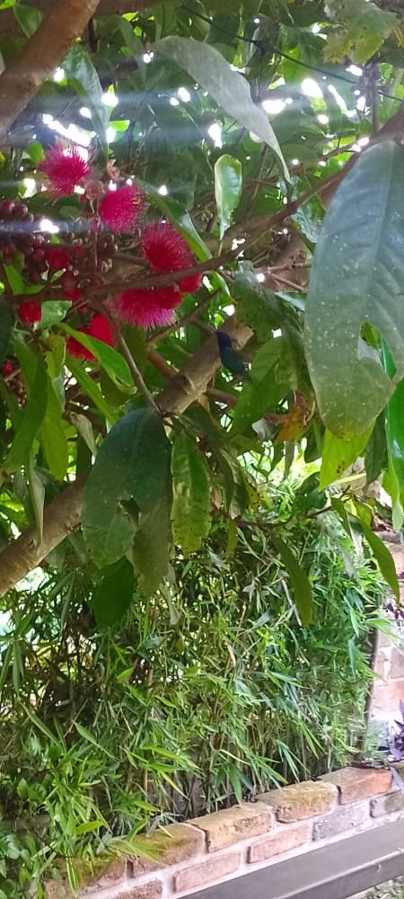 Golden-tailed Sapphire - ML644846891