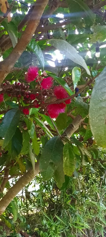 Golden-tailed Sapphire - ML644846910