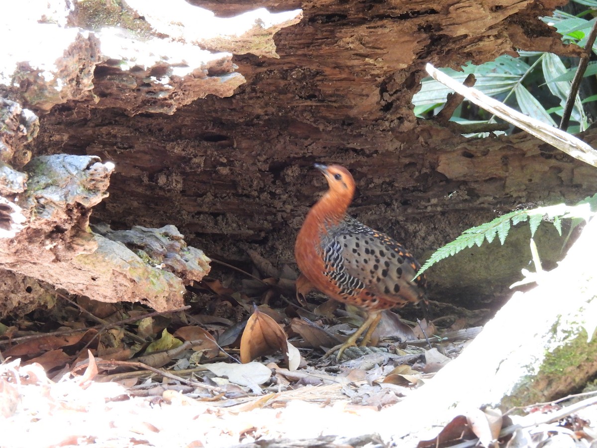 Kırmızı Başlı Kara Keklik - ML644846918