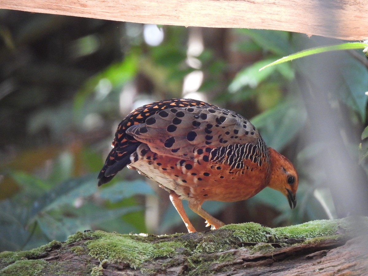 Kırmızı Başlı Kara Keklik - ML644846919