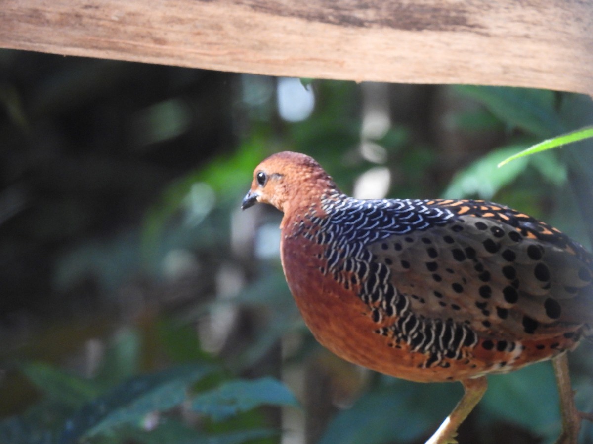 Kırmızı Başlı Kara Keklik - ML644846920