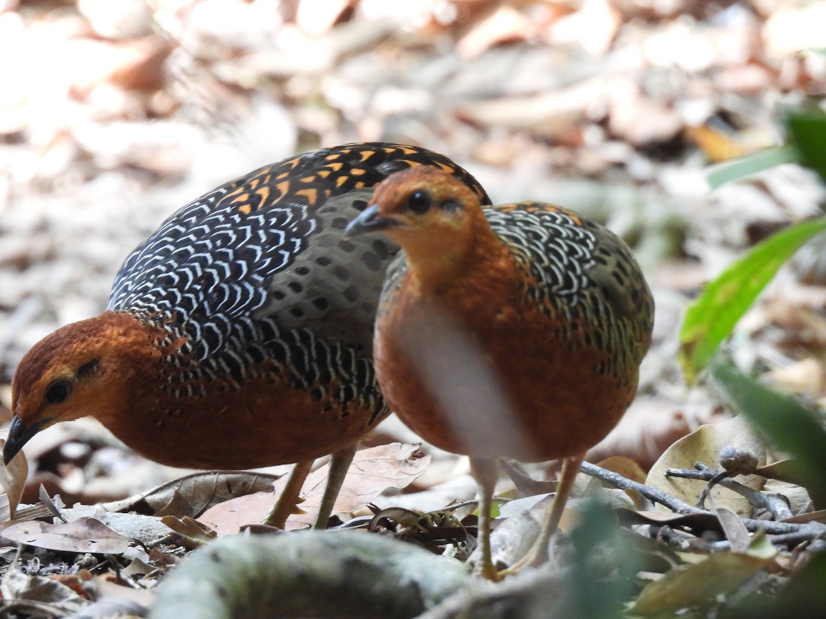 Kırmızı Başlı Kara Keklik - ML644846921