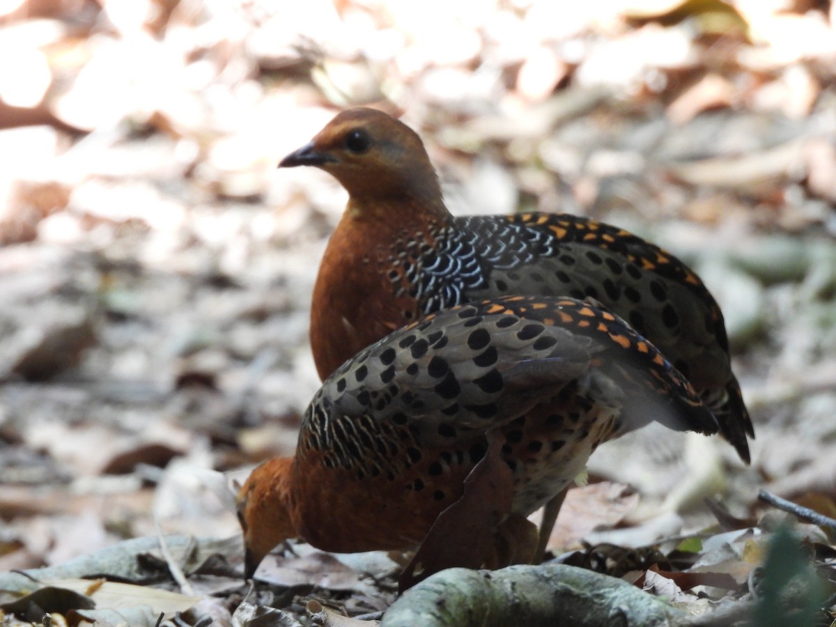 Kırmızı Başlı Kara Keklik - ML644846922