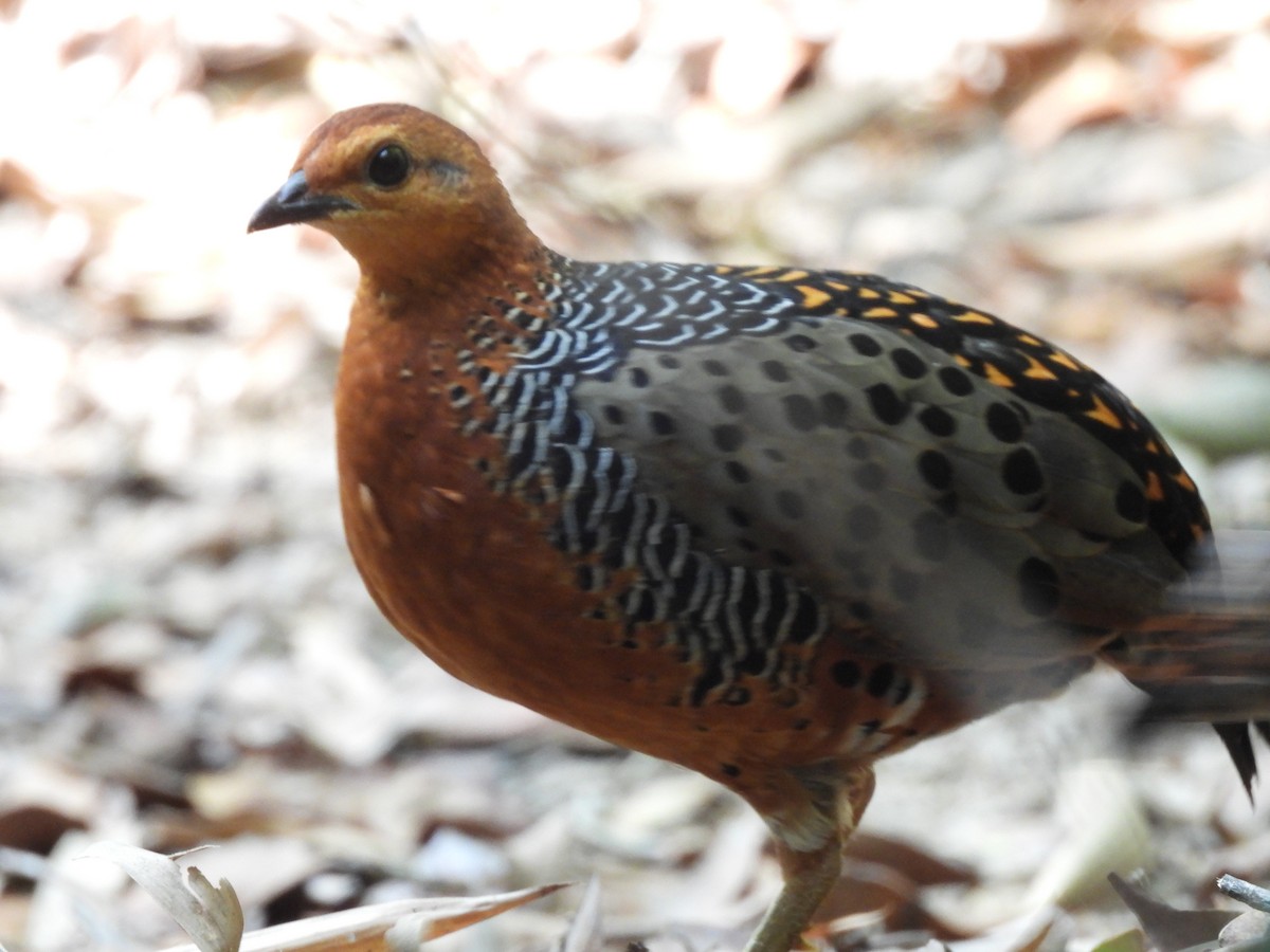 Kırmızı Başlı Kara Keklik - ML644846923