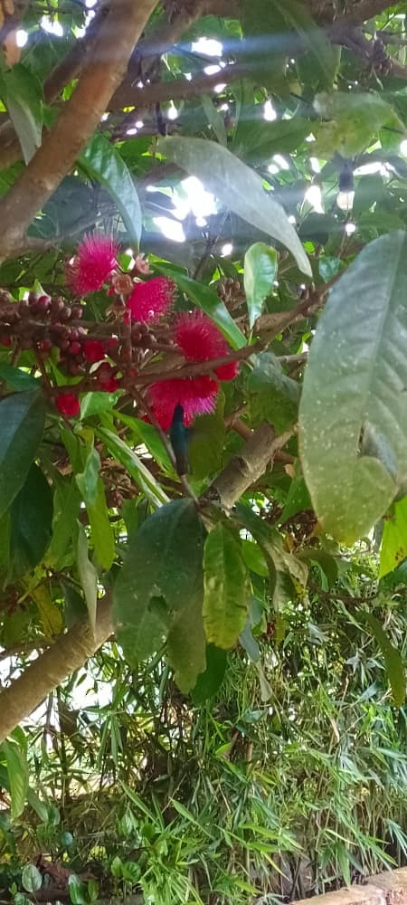 Golden-tailed Sapphire - ML644846925