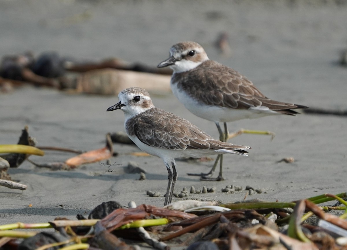 Tibetan Sand-Plover - ML644846940
