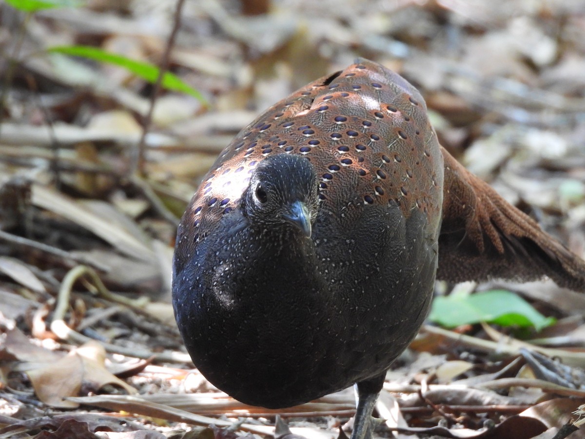 Mountain Peacock-Pheasant - ML644846948