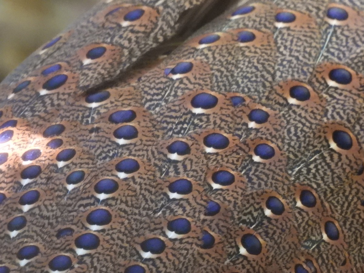 Mountain Peacock-Pheasant - ML644846949