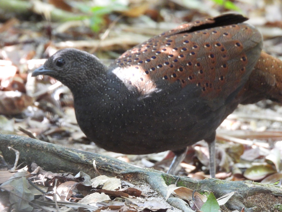 Mountain Peacock-Pheasant - ML644846950