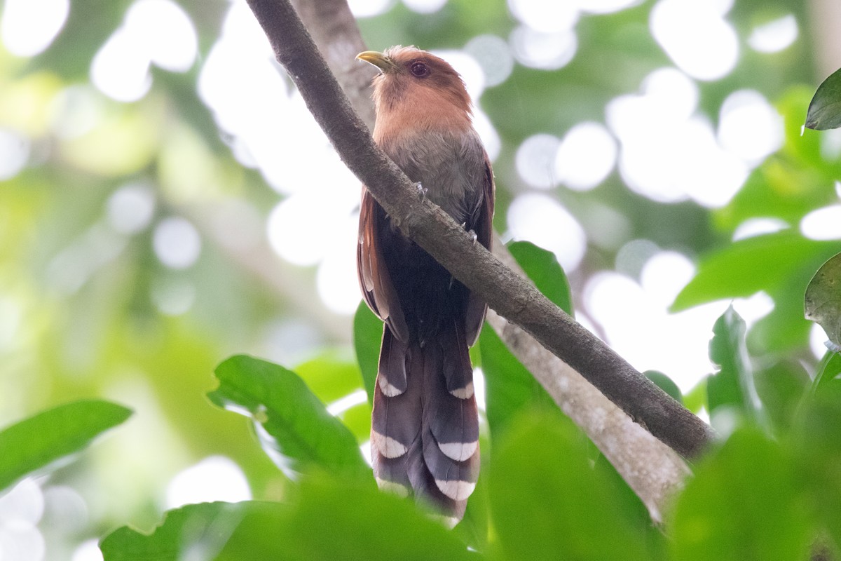 Little Cuckoo - ML644846979