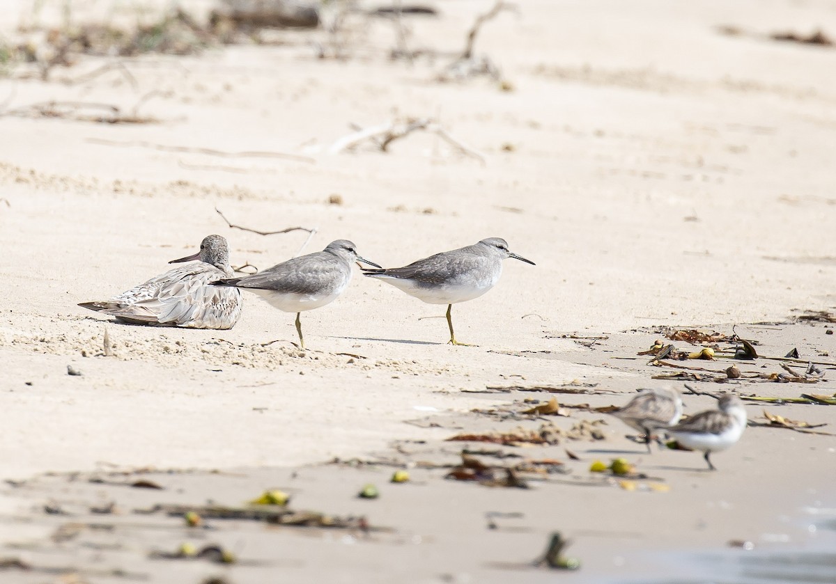 Chevalier de Sibérie - ML644846987