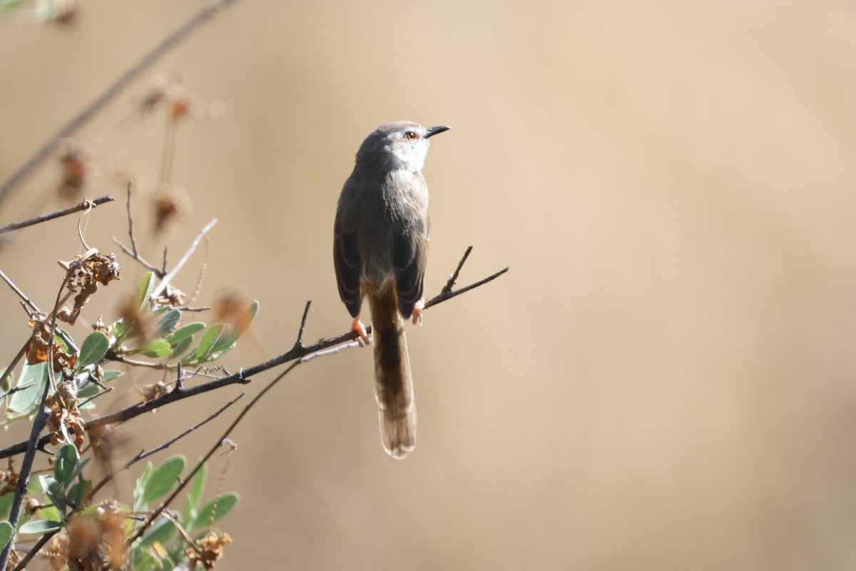 Black-chested Prinia - ML644846989