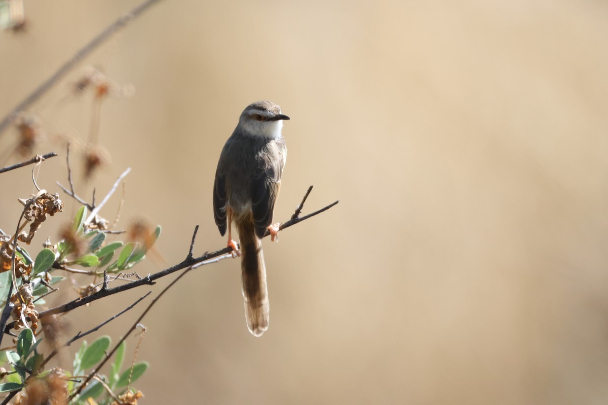 Black-chested Prinia - ML644846990