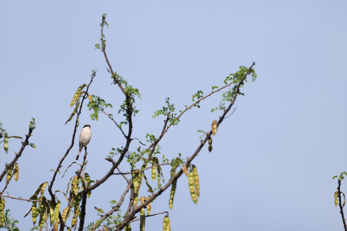 ヒメオオモズ - ML644847005