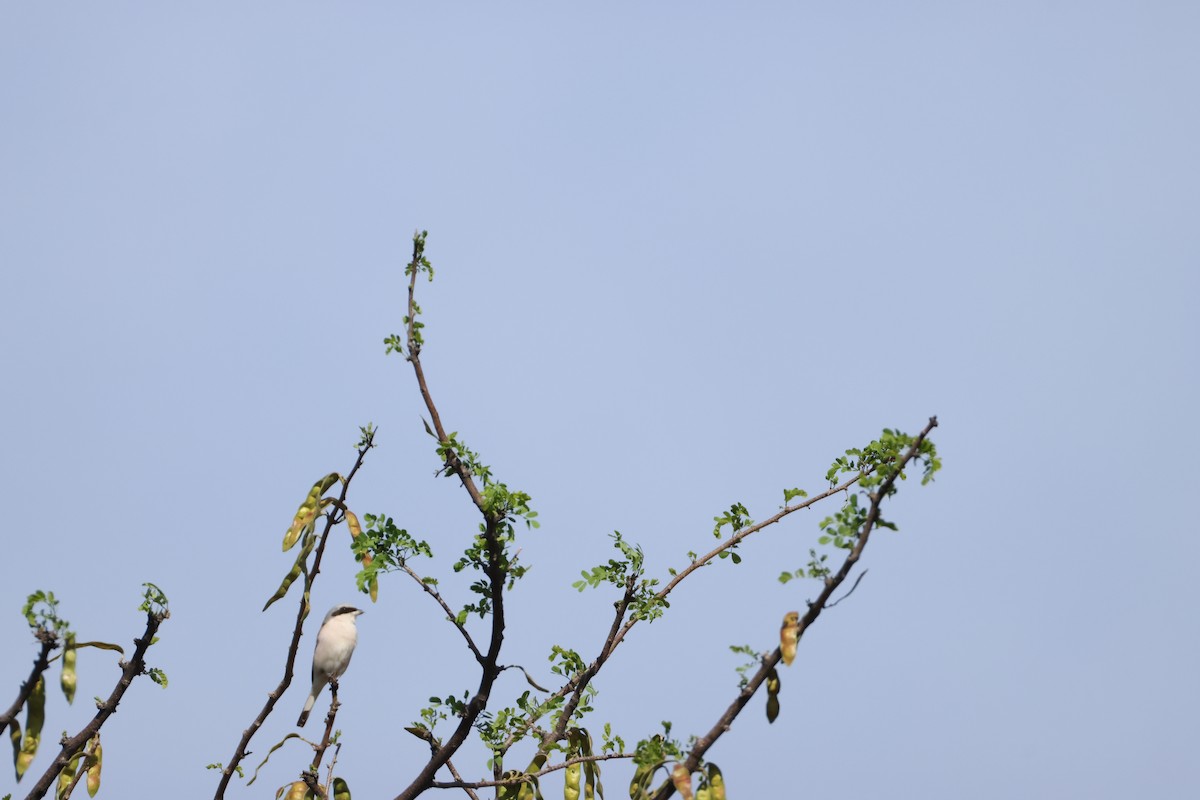 ヒメオオモズ - ML644847006