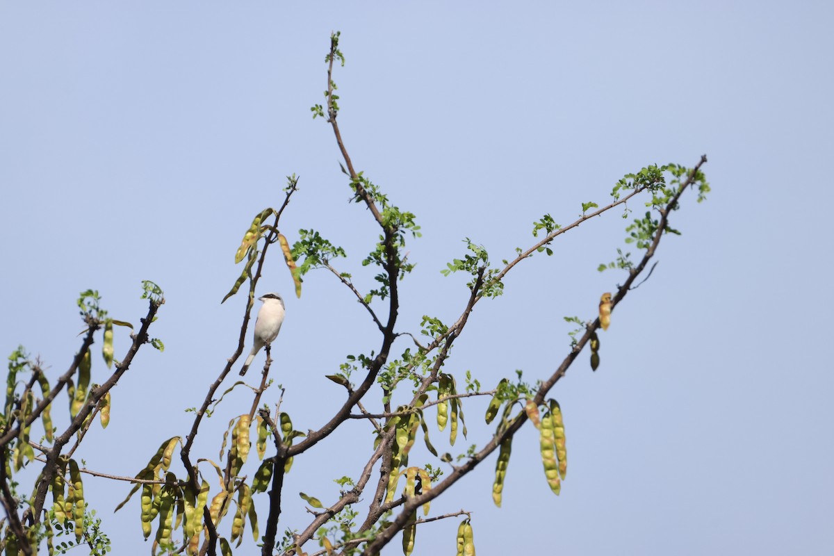 ヒメオオモズ - ML644847007