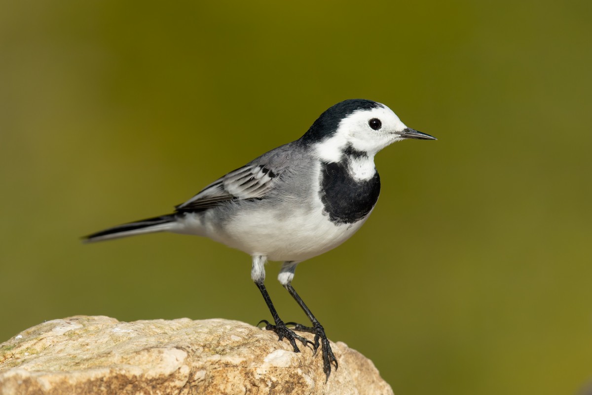 linerle - ML644847008