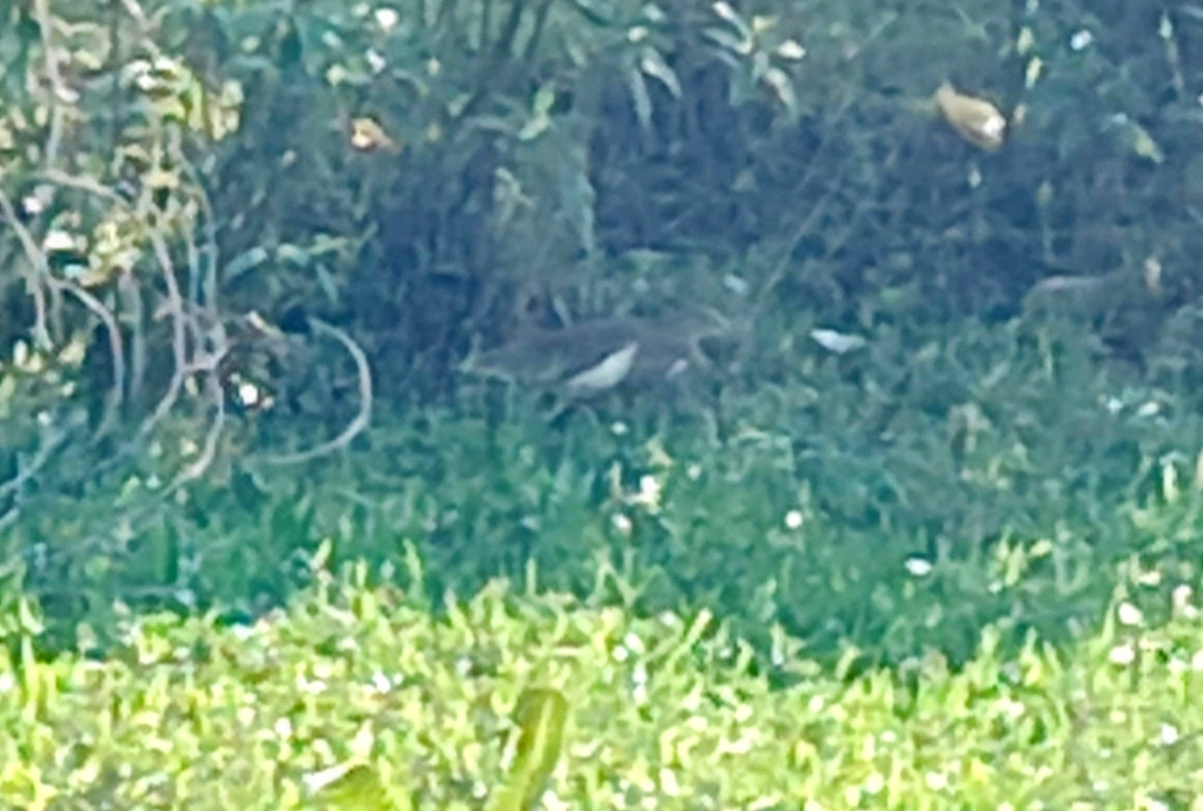 Индийская прудовая цапля - ML644847033