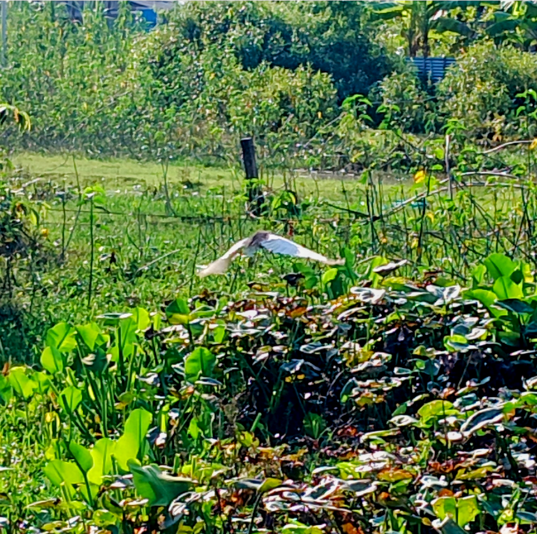 Индийская прудовая цапля - ML644847034