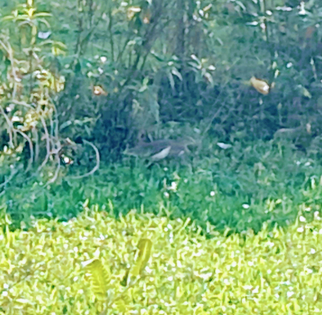 Индийская прудовая цапля - ML644847035