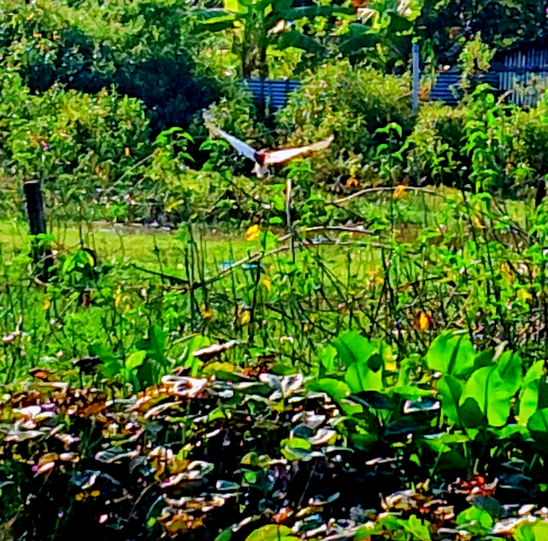 Индийская прудовая цапля - ML644847036