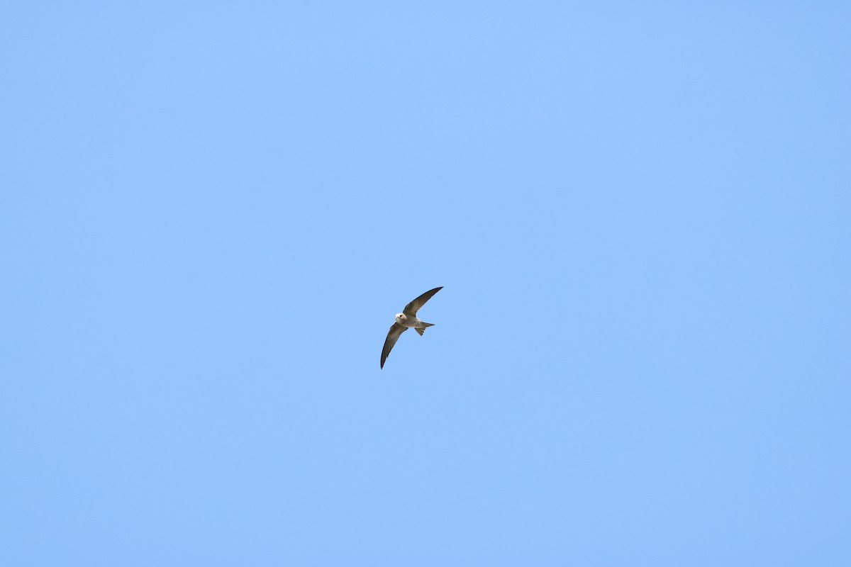 Bradfield's Swift - ML644847090