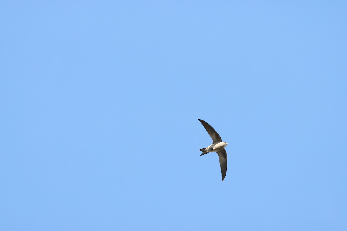 Bradfield's Swift - ML644847091