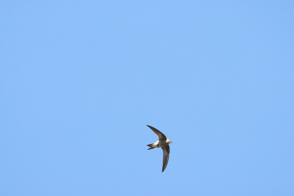 Bradfield's Swift - ML644847092