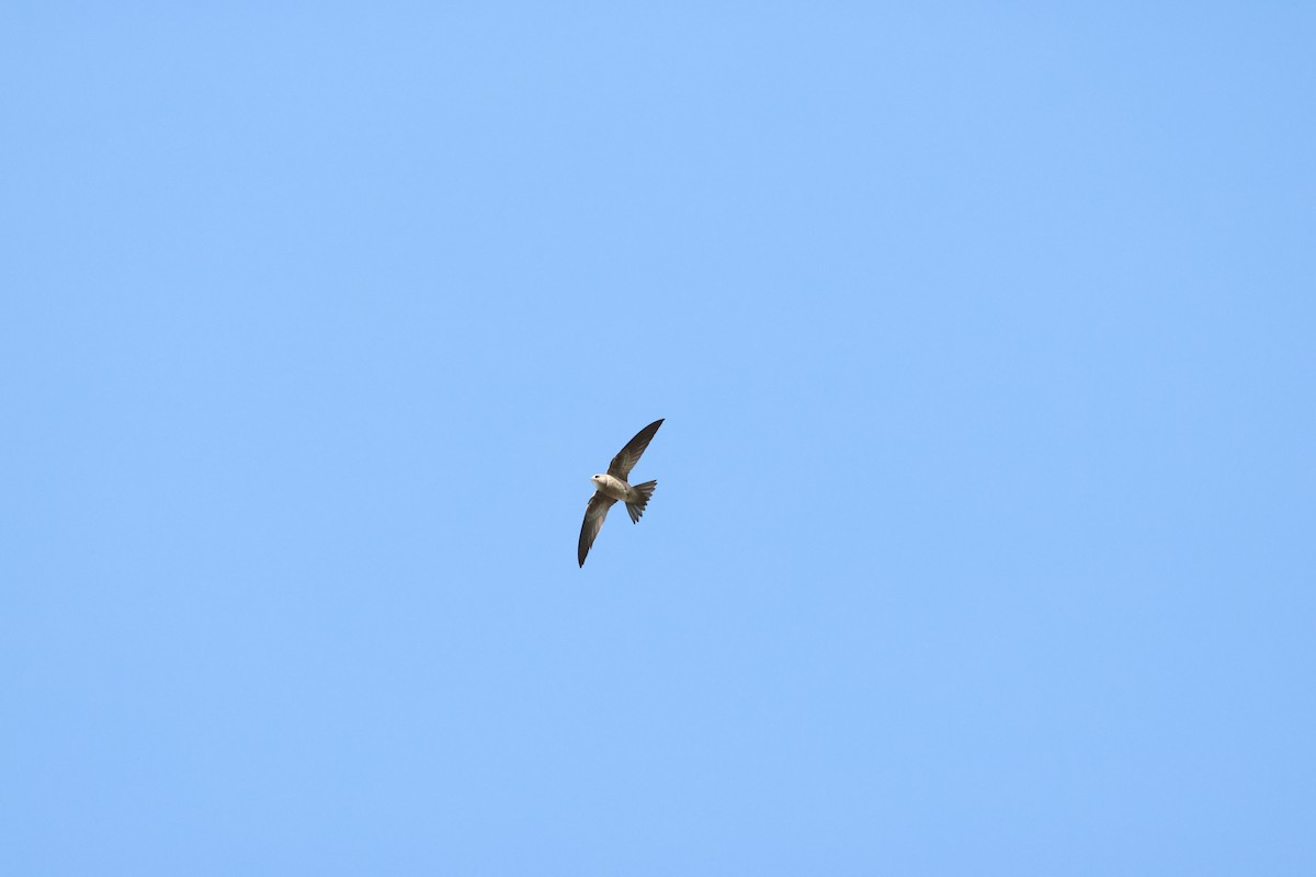 Bradfield's Swift - ML644847093